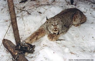 Picture of Mountain Lion in Trap